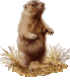 bouton marmotte